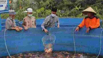 Cara Bisnis Budidaya Ikan Nila Bagi Pemula