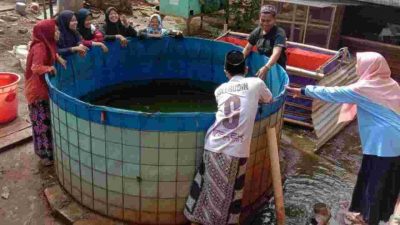 Cara Budidaya Ikan Nila Bioflok Agar Untung Selangit