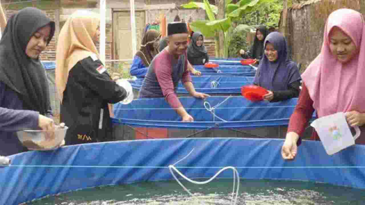 Pakan ikan nila organik dan buatan ikan cepat besar cepat panen. Cara ikan nila cepat panen cepat besar. Berikut cara membuat pakan ikan nila